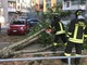 Albero caduto in Corso Montegrappa, Morando (Lega): “Qual è lo stato di salute degli alberi in Circoscrizione 4?”