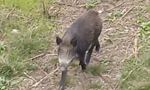 Moncalieri, tornano gli avvistamenti di cinghiali nelle zone di periferia