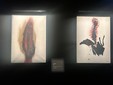 Mostra dedicata a Carol Rama presso la Fondazione Accorsi Ometto