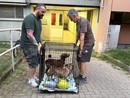 Nichelino, liberati e portati in salvo i due cani rimasti da soli da 15 giorni Nichelino, liberati e portati in salvo i due cani rimasti da soli da 15 giorni