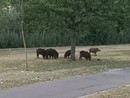 Nichelino, un gruppo di cinghiali scorrazza tra via Miraflores e il parco del Boschetto
