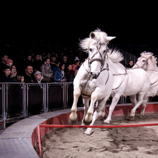 Arabian Horse Show, a Carmagnola il concorso per cavalli purosangue arabi