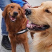 Cani e caldo: in Circoscrizione 2 si propone l’obbligo di acqua in passeggiata