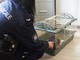 Coniglietto abbandonato viene salvato dai vigili urbani di Nichelino