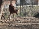 Giovani cervi e caprioli svezzati al Canc verso la reintroduzione in natura
