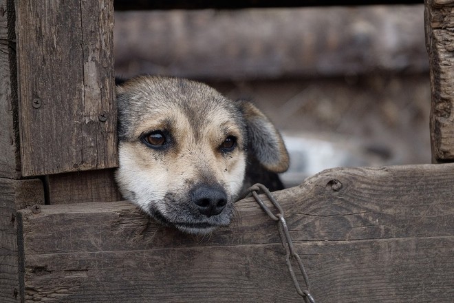 Cane tenuto alla catena: padrone multato a Nichelino