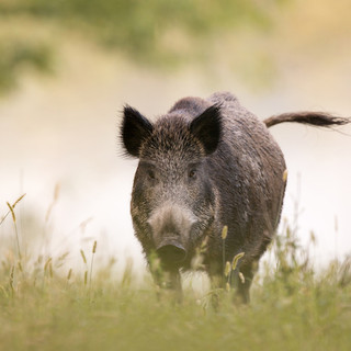 cinghiale - foto d'archivio