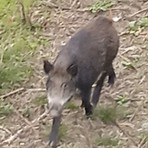 Moncalieri, tornano gli avvistamenti di cinghiali nelle zone di periferia