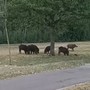 Nichelino, un gruppo di cinghiali scorrazza tra via Miraflores e il parco del Boschetto