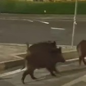 Fuori programma a Moncalieri, gruppo di cinghiali a passeggio in Borgo Navile