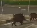 Fuori programma a Moncalieri, gruppo di cinghiali a passeggio in Borgo Navile