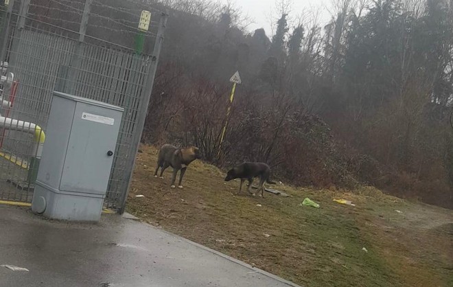 Animali randagi fuori controllo: Torino nord punta sulle sterilizzazioni