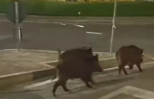 Fuori programma a Moncalieri, gruppo di cinghiali a passeggio in Borgo Navile