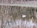 Un cigno reale a Falchera: un ospite a sorpresa che incanta Torino Nord