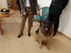 cane pastore tedesco con due persone
