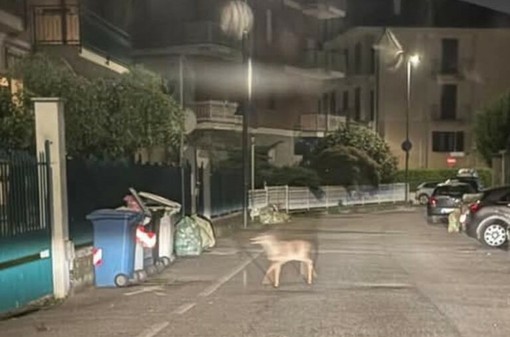 Moncalieri, un piccolo cerbiatto a spasso lungo le vie della città