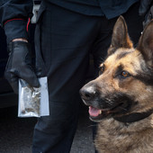 cane antidroga - foto di archivio