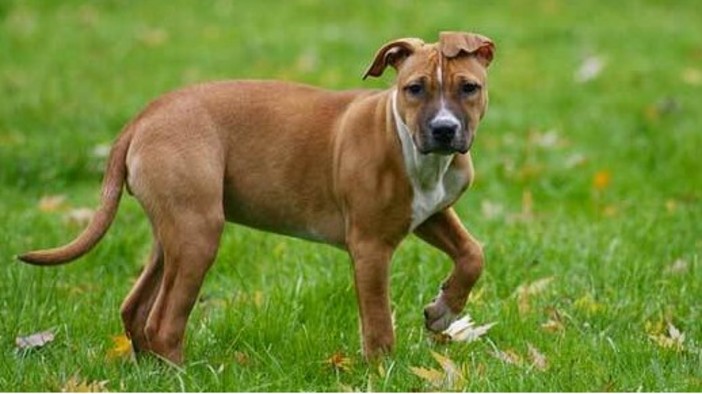 Cani lasciati liberi senza guinzaglio nei giardini La Marmora: è polemica