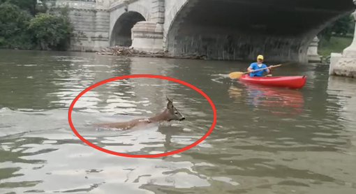 Capriolo nuota nel fiume Po: l'incontro surreale con i canottieri a Torino [VIDEO]