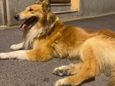 Smarrito un cane collie nella zona di Bibiana Smarrito un cane collie nella zona di Bibiana