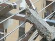 Calcinacci sul balcone e degrado