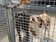 Nel rifugio di Torino, cani e gatti in cerca di casa: “Adottateli d’estate: le ferie aiutano a conoscervi”