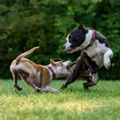 Lo studio del comportamento animale sbarca a Torino: al Lingotto il congresso mondiale ISBE 2026 Lo studio del comportamento animale sbarca a Torino: al Lingotto il congresso mondiale ISBE 2026