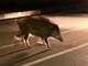 Paura a Mirafiori sud: branco di cinghiali attraversa la strada di notte