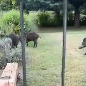 Nichelino, cighiali scorrazzano di fronte ad un giardino in zona Boschetto