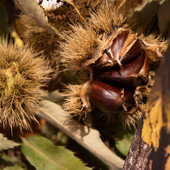 Castagne, musica e sapori unici: torna la magica festa di Gravere