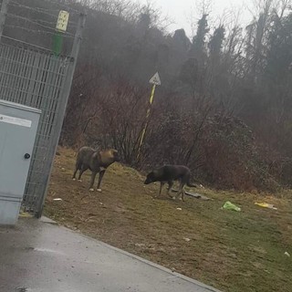 Animali randagi fuori controllo: Torino nord punta sulle sterilizzazioni