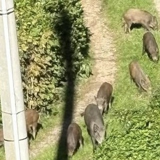 Cinghiali a spasso per Cavoretto, otto esemplari immortalati vicino alle case
