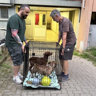 Nichelino, liberati e portati in salvo i due cani rimasti da soli da 15 giorni