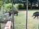 Nichelino, cighiali scorrazzano di fronte ad un giardino in zona Boschetto