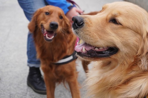 Cani e caldo: in Circoscrizione 2 si propone l’obbligo di acqua in passeggiata