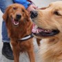 Cani e caldo: in Circoscrizione 2 si propone l’obbligo di acqua in passeggiata