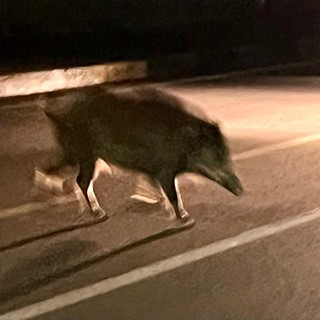 Paura a Mirafiori sud: branco di cinghiali attraversa la strada di notte