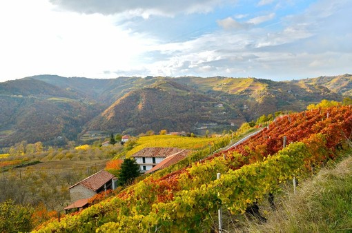 Dai sorì delle Langhe alla bottiglia: la filiera corta di Terrenostre