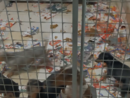 cani sequestrati in una gabbia cani sequestrati in una gabbia