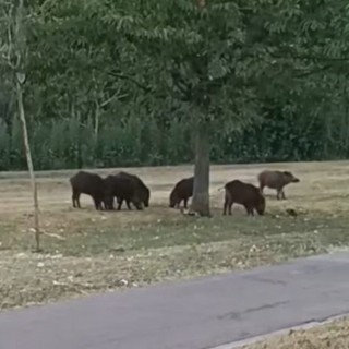 Nichelino, un gruppo di cinghiali scorrazza tra via Miraflores e il parco del Boschetto