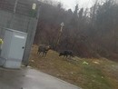 Animali randagi fuori controllo: Torino nord punta sulle sterilizzazioni