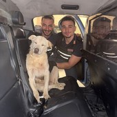 Anziano cane pastore si allontana dai padroni: salvato di notte nei boschi dai poliziotti
