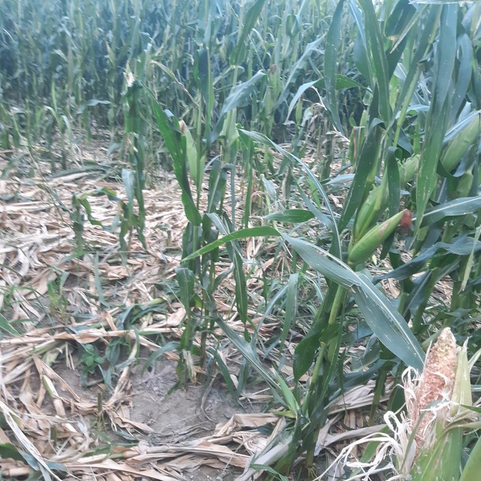 Siccità, già oltre 30 milioni il conto per l’agricoltura torinese: più colpito il mais
