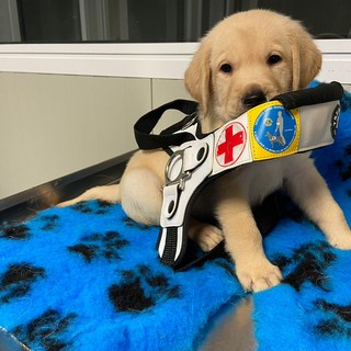 Raccolta fondi per un cane guida