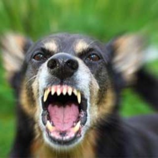 cane arrabbiato