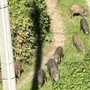 Cinghiali a spasso per Cavoretto, otto esemplari immortalati vicino alle case