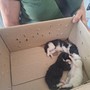 I cuccioli salvati