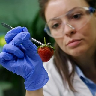 Sicurezza alimentare: tra Moncalieri, Nichelino e l'area sud oltre 2100 controlli