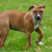 Cani lasciati liberi senza guinzaglio nei giardini La Marmora: è polemica