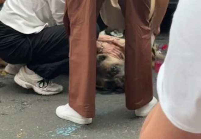 Dramma sfiorato sotto il caldo sole di Loano: cane salvato in extremis